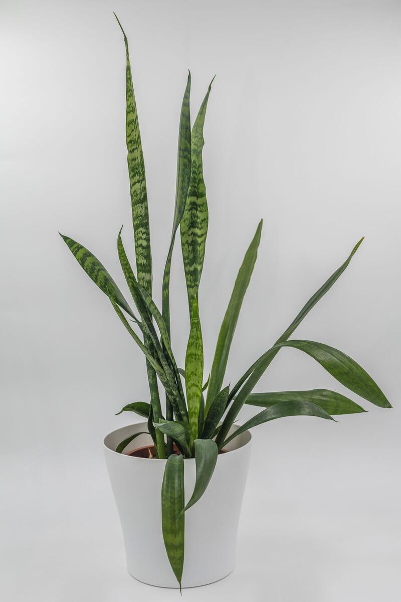 Image may contain Plant and Potted Plant