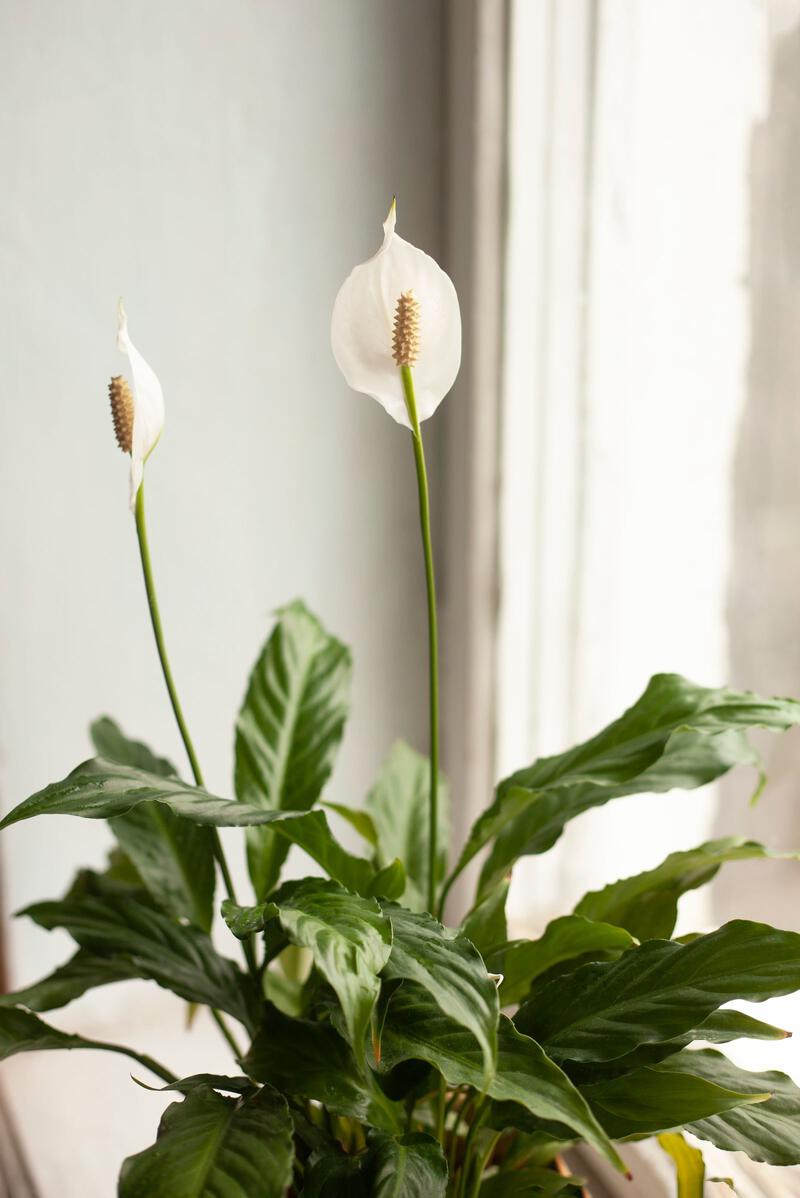 Image may contain Flower Plant and Araceae