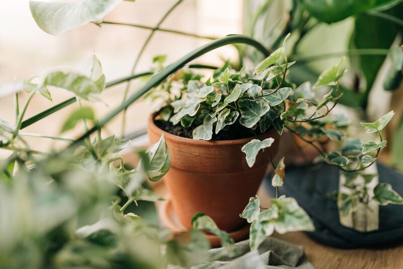 Image may contain Leaf Plant Potted Plant and Vine