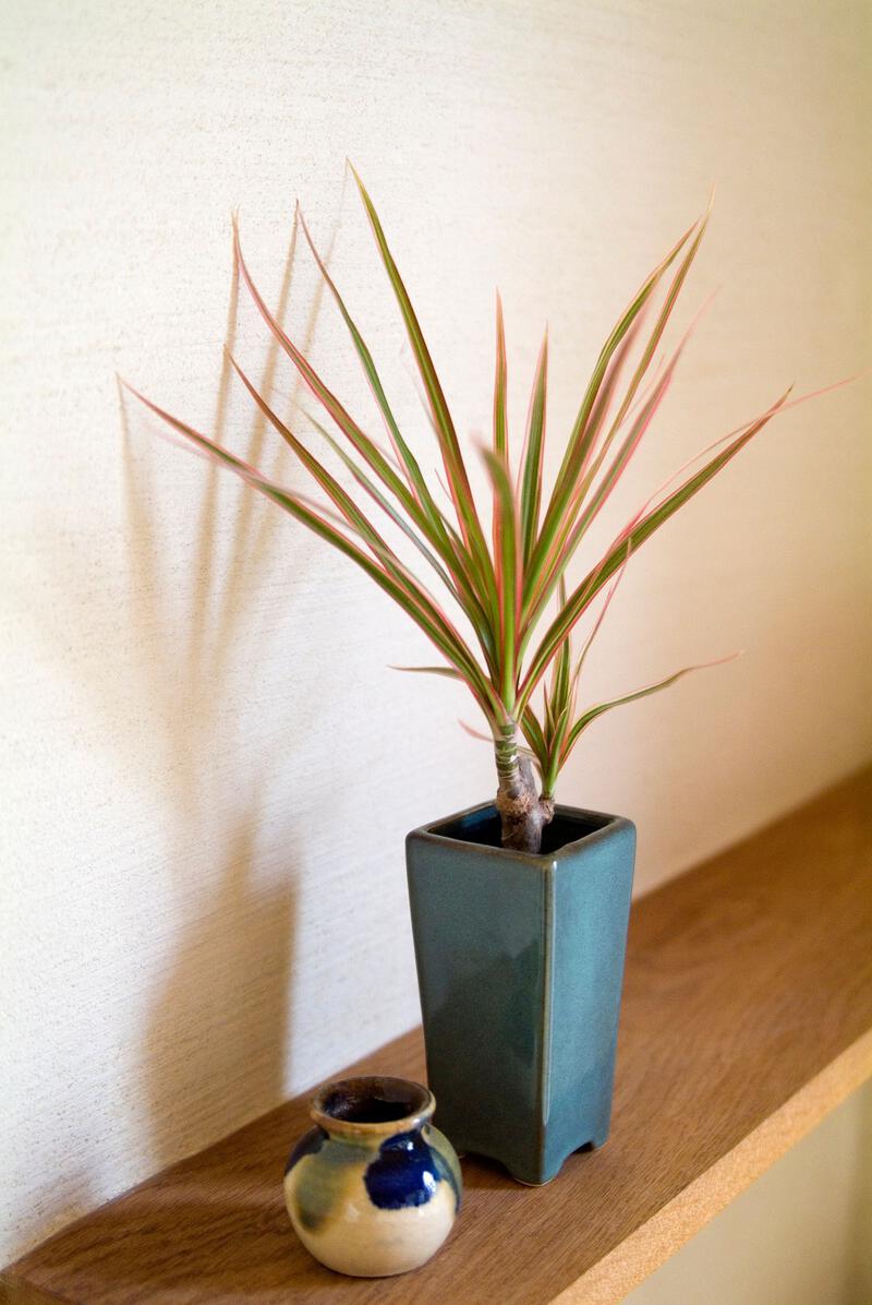 Image may contain Plant Potted Plant Jar and Pottery