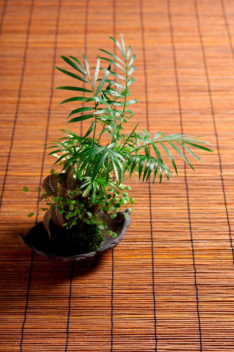 Image may contain Wood Hardwood Plant Potted Plant Floor Flooring Indoors Interior Design Leaf Tree and Flower