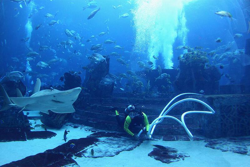 一名潜水员在迪拜深潜 (Deep Dive Dubai) 中与鱼类和鲨鱼一起在水下畅游