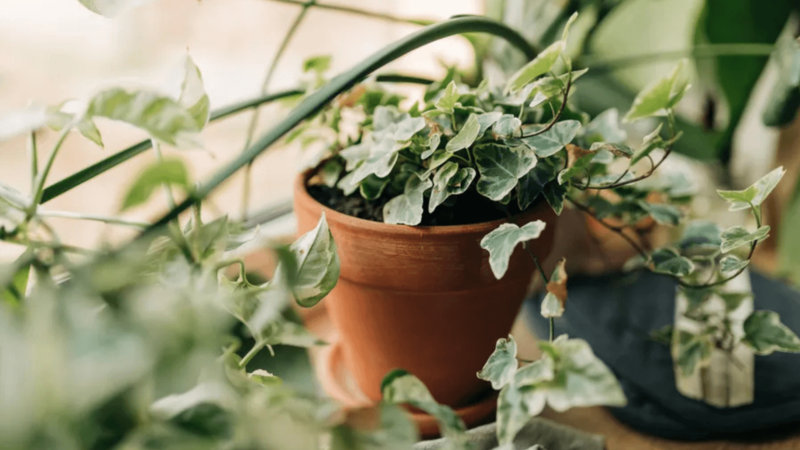 Image may contain Plant Leaf and Vine