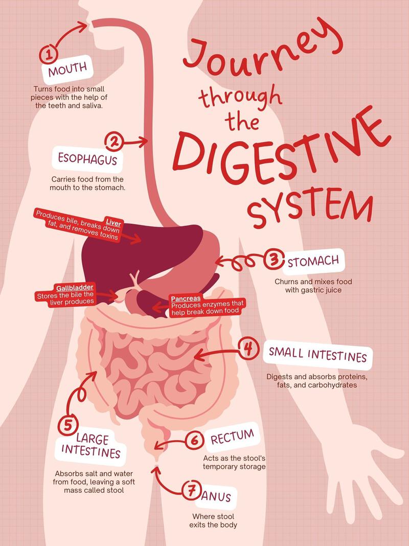 Gut Health is Whole Body Health — Really Nourished
